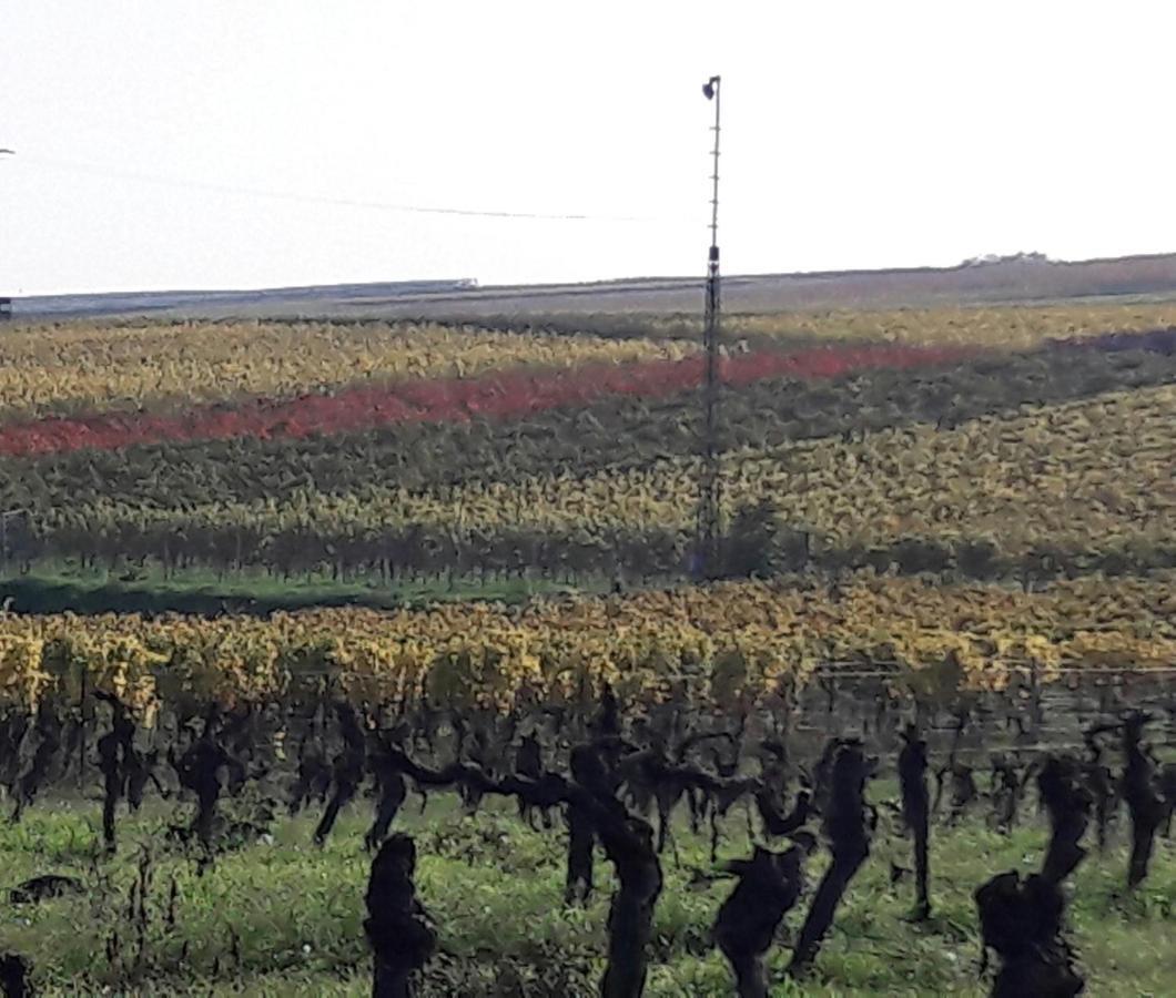 Ferienwohnung Zum Weinberg Grosskarlbach Exteriör bild